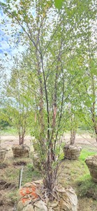 American River Birch - Ball & Burlap