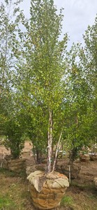 American River Birch - Ball & Burlap