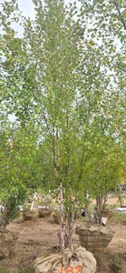 American River Birch - Ball & Burlap
