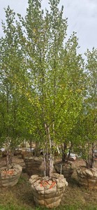 American River Birch - Ball & Burlap