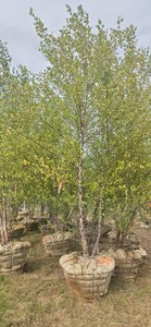 American River Birch - Ball & Burlap