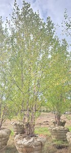 American River Birch - Ball & Burlap