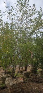 American River Birch - Ball & Burlap