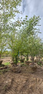 American River Birch - Ball & Burlap