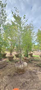 American River Birch - Ball & Burlap