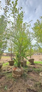 American River Birch - Ball & Burlap