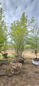 American River Birch - Ball & Burlap