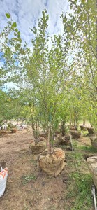 American River Birch - Ball &amp Burlap
