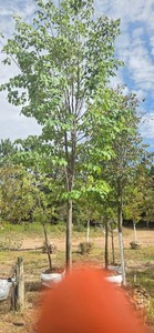 Greenspire Linden - Ball & Burlap