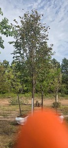 Greenspire Linden - Ball & Burlap