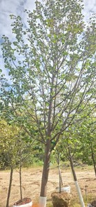 Greenspire Linden - Ball & Burlap