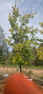 Greenspire Linden - Ball & Burlap