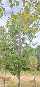 Greenspire Linden - Ball & Burlap
