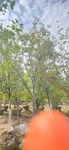 Red Splendor Flowering Crabapple - Ball & Burlap
