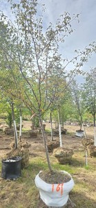 Red Splendor Flowering Crabapple - Ball & Burlap
