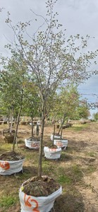Red Splendor Flowering Crabapple - Ball & Burlap