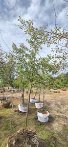 Red Splendor Flowering Crabapple - Ball & Burlap