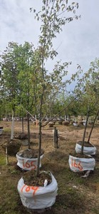 Red Splendor Flowering Crabapple - Ball & Burlap