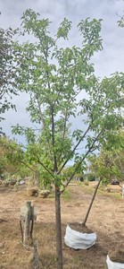 Red Splendor Flowering Crabapple - Ball & Burlap