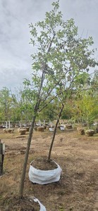 Red Splendor Flowering Crabapple - Ball & Burlap