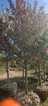 Burgundy Belle Red Maple - Ball & Burlap