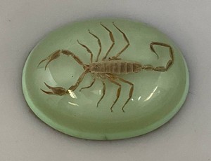 Vintage Lucite Encased Scorpion Paperweight 3.5 Domed Oval