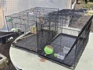 Lot of 2 Large Black Wire Bird Cages Including Perches and Accessories