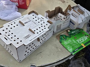 Shipping boxes for live baby chicks
