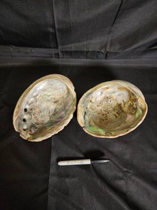 Pair of Natural Abalone Shells With Iridescent Interiors