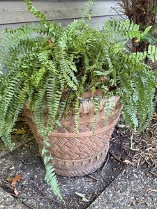 Decorative Textured Planter With Fern