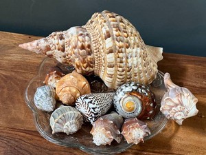 DR - Seashell Display - Decorative Shell Arrangement on Glass Plate