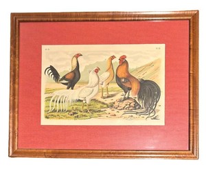 LLB - The Bird World Antique Bird Print by Jean Bungartz