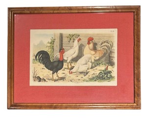 LLB - The Bird World Ornithological Print by Jean Bungartz