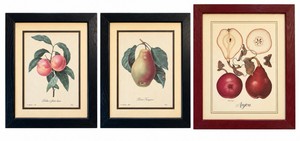 Botanical Fruit Prints - Set of 3