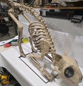 Skellys Cat (5ft.) 