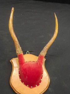 ANTLER WALL MOUNT