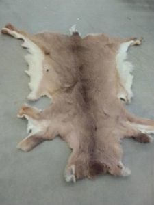 WHITE TAIL DEER HIDE