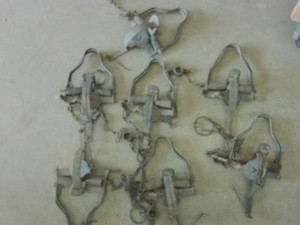 7 ANTIQUE VINTAGE TRAPS  LEG HOLDS