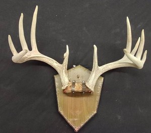 12 POINT PLUS ANTLER MOUNT