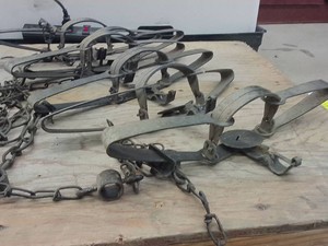 6 VINTAGE LONG SPRING LEG-HOLD ANIMAL TRAPS