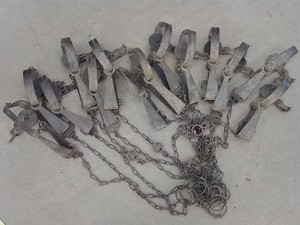 14 VINTAGE VICTOR LONG SPRING ANIMAL TRAPS