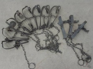 11 VICTOR LONG SPRING TRAPS