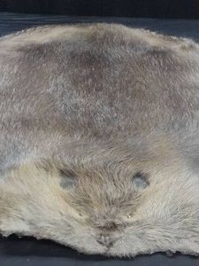 BEAVER PELT