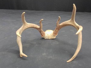 8 POINT RACKANTLERS