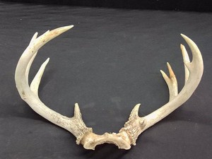 11 POINT ANTLERS