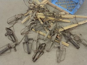 16 LONG SPRING ANIMAL TRAPS