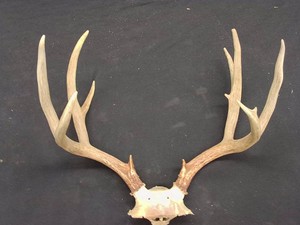 8 POINT DEER ANTLERS