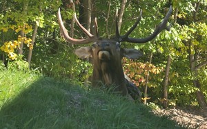 5X5 ELK MOUNT