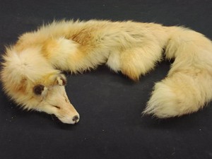 FOX PELT