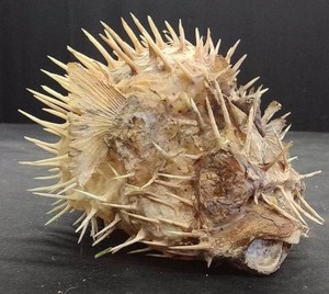 PUFFERFISH